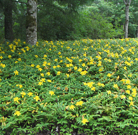 http://www.wsu.edu/~lohr/wcl/Hypericum.gif