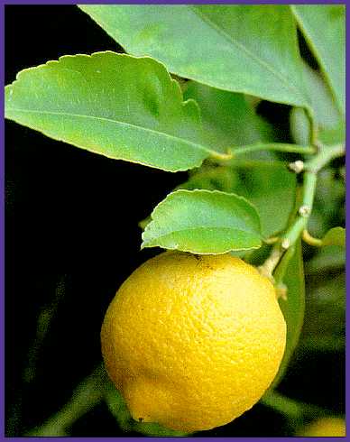 http://orientador.files.wordpress.com/2008/06/limon.jpg