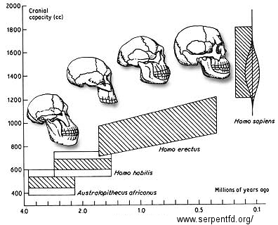 http://www.geo.arizona.edu/Antevs/nats104/evolbio-skullgrowthchart.jpg