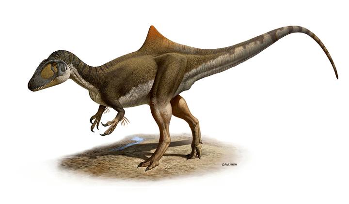 NUEVA ESPECIE DE DINOSAURIO NUEVA ESPECIE DE DINOSAURIO
