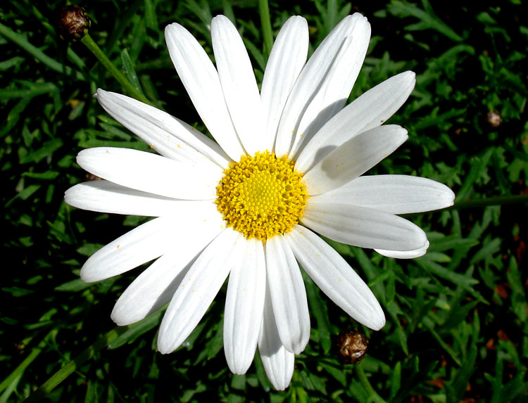 http://www.photografiado.com/images/20070413163245_margarita.jpg