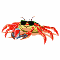http://www.gifs-animados.com.ar/peces/cangrejos/coolcrab.gif