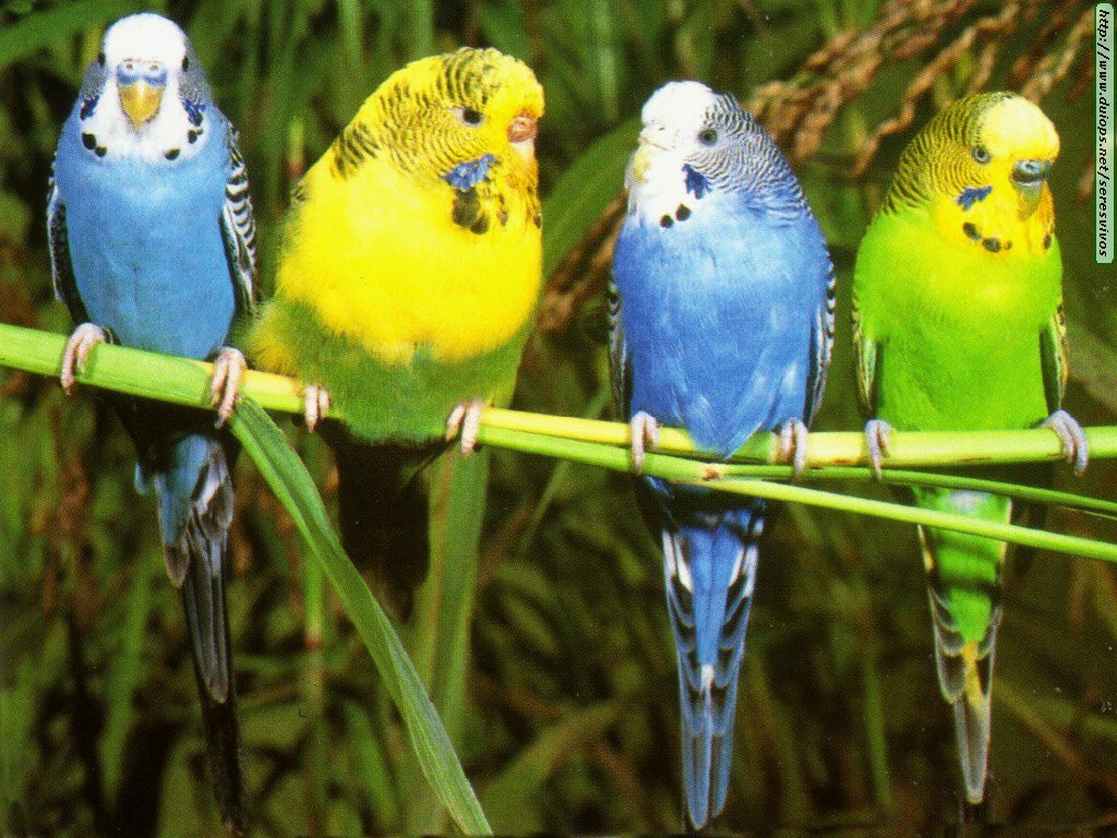 http://www.duiops.net/seresvivos/galeria/lorospericos/Periquitos.jpg