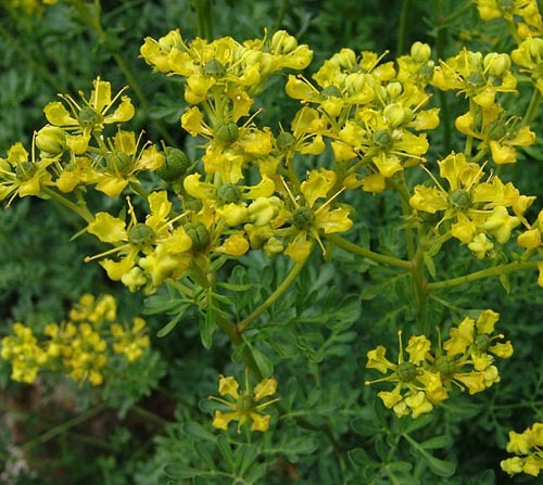 http://www.elbruixot.com/shop/images/ruda.jpg