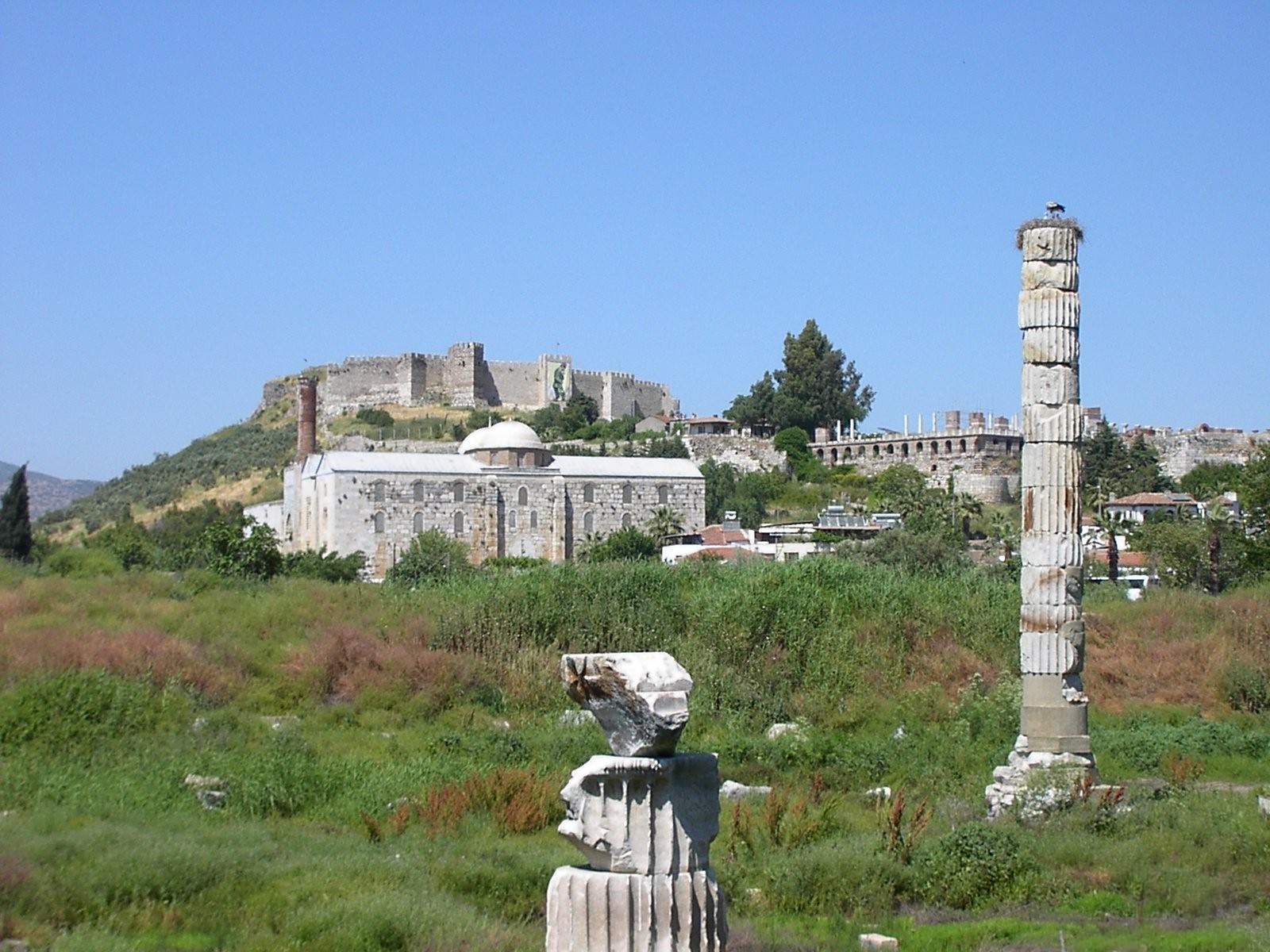 http://upload.wikimedia.org/wikipedia/commons/b/b2/Ac_artemisephesus.jpg