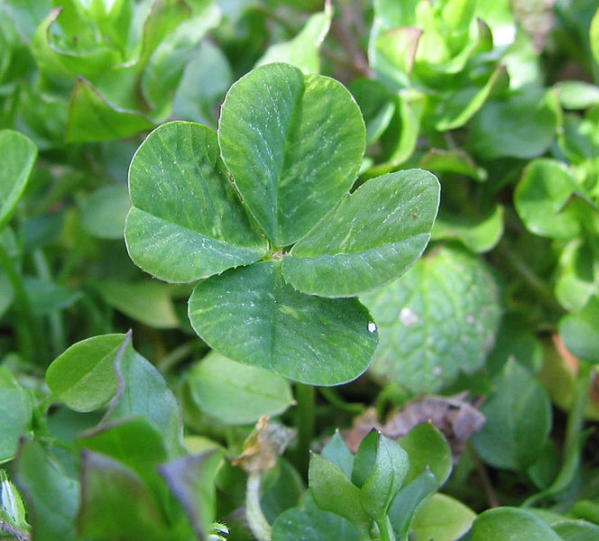 Archivo:Four-leaf clover.jpg