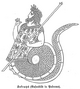 http://upload.wikimedia.org/wikipedia/commons/thumb/2/2e/C%C3%A9crops_Meyers.png/80px-C%C3%A9crops_Meyers.png