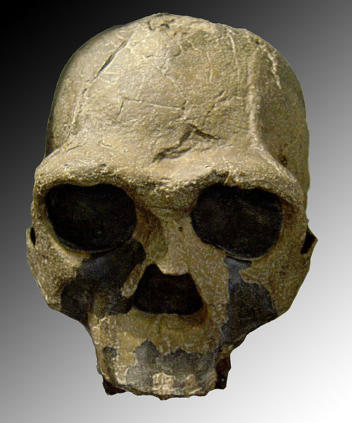 Archivo:Homo ergaster.jpg
