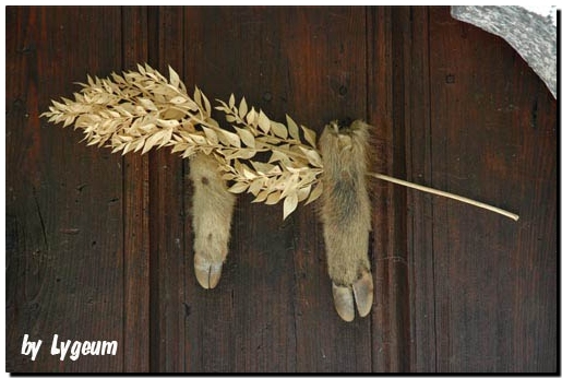 plantas mágicas