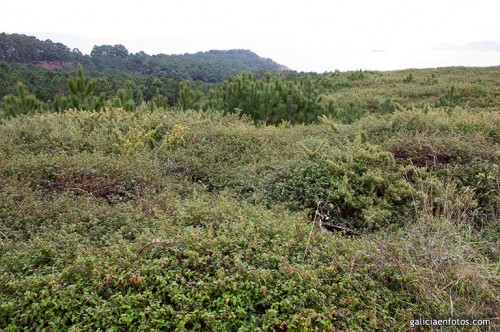 Monte de tojos