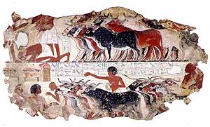 http://psyc.queensu.ca/~psyc382/nebamun_cattle(ch.8).jpg