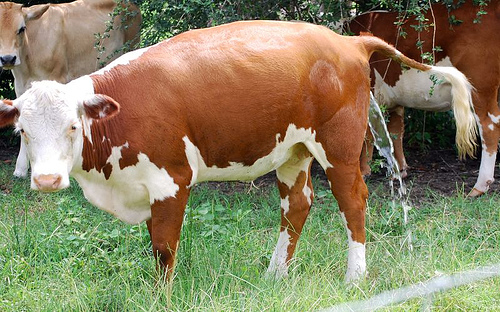 http://farm2.static.flickr.com/1041/1055527017_55e62eaf00.jpg