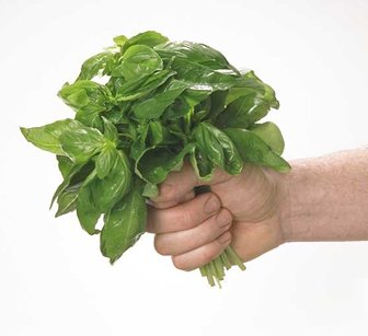 http://isorayas.files.wordpress.com/2007/06/albahaca-1.jpg
