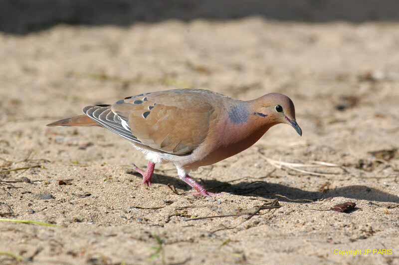 http://www.baladeornithologique.com/Guadeloupe/Photos/tourterellequeuecarree001.jpg