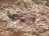 Namibia.Damara.Spitzkoppe7.jpg (232575 bytes)