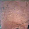 Namibia.Damara.Twyfelfontein_Rockart1.jpg (53772 bytes)