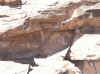 Namibia_Karas_Warmfontein_Gurus_2.JPG (77720 bytes)