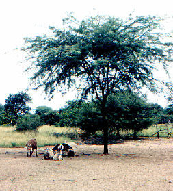 Imagen [Prosopis pallida]