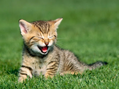 http://3.bp.blogspot.com/_PqcOSfwnfl0/SSmZejWZeTI/AAAAAAAAGxQ/XjOvgIPJWj8/s400/Riendo.jpg