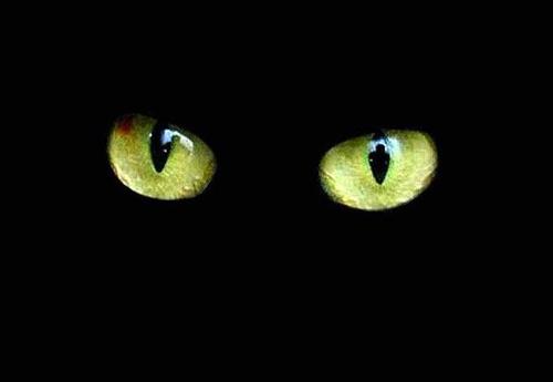 http://1.bp.blogspot.com/_QDH1g0jQG2o/SaKa3wFxPiI/AAAAAAAAATw/G2afANKq4Go/S1600-R/223098gato-negro.jpg