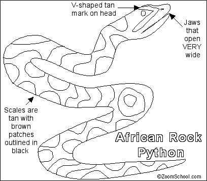 African rock python