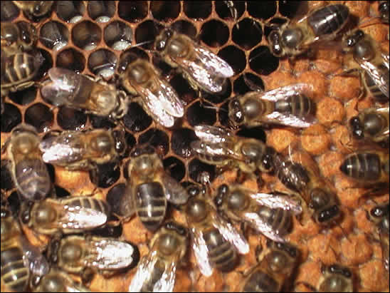 http://www.infoagro.com/agricultura_ecologica/images/abejas2.jpg