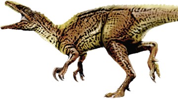 A handout image released by the Australian Age of Dinosaurs Museum of Natural History on July 3, 2009 shows 'Banjo' Australovenator wintonensis, one of three new species of Australian dinosaur discovered by scientists and volunteers in a prehistoric billabong in western Queensland. Queensland Premier Anna Bligh announced the discovery on July 3 as she opened the first stage of the dinosaur museum in the Queensland town of Winton, with the dinosaurs nicknamed after characters created by Australian poet Banjo Paterson.