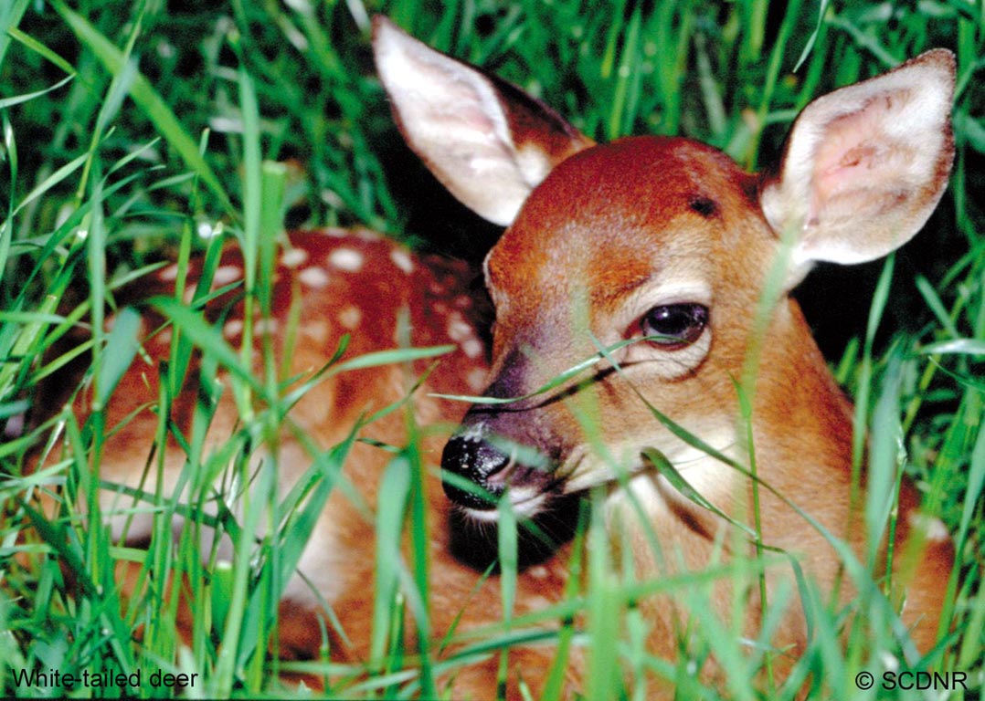 http://www.vichitex.com/arte/simbolos_cr/imagenes/odocoileus_virginianus.jpg