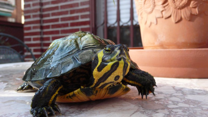 http://foro.acuarios.es/attachments/tortugas/499d1174666331-caparazon-tortuga-tortugota-susana.jpg