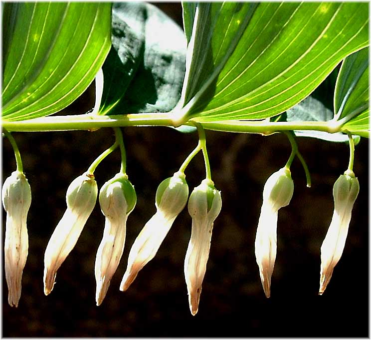 http://www.loporzano.es/com/guara/blanquecinas/polygonatum-odoratum.jpg