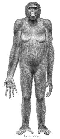 Probable life appearance in anterior view of Ardipithecus ramidus (