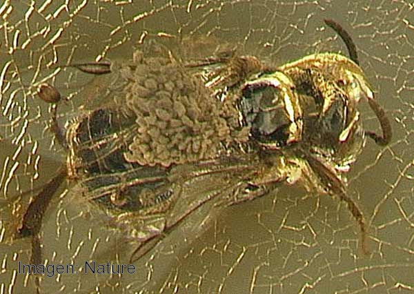 Abeja con polen de orquídea sobre su dorso, cubierta por ámbar. (Primer fósil de esta flor registrado en el mundo).