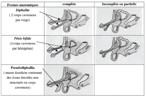 http://www.urofrance.org/fileadmin/documents/data/PU/2003/PU-2003-00130509/Images/merrott.gif