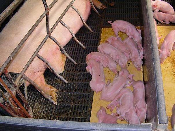 http://www.agroterra.com/foro/foros/imagenes_usuarios/Trinky/2006-05-27_001806_FSCN0282.JPG