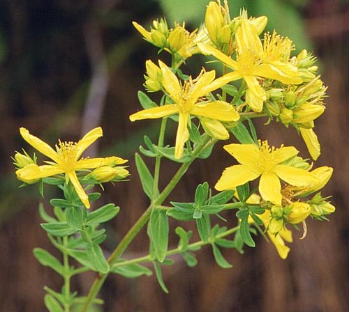 http://www.gardencenterejea.com/fotos/productos/detalle/1795-1.jpg