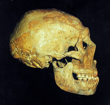 Cráneo de neandertal. http://www.antropos.galeon.com/imag/220402/Shanidar.gif