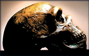 Cráneo de neandertal. http://www.antropos.galeon.com/imag/220402/neandertal1.jpg