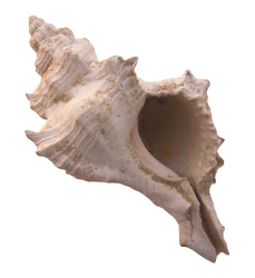 http://glpolites.net/images/Muricidae/MUREX-02.jpg