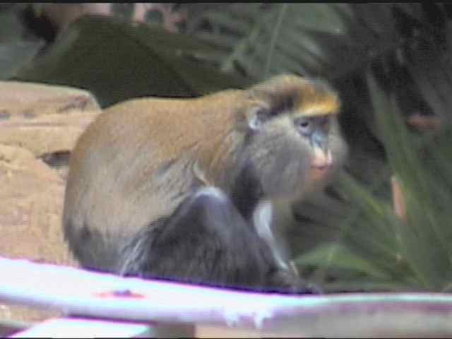 http://www.thebigzoo.com/images/animals/Cercopithecus_campbelli_lowei_001.jpg