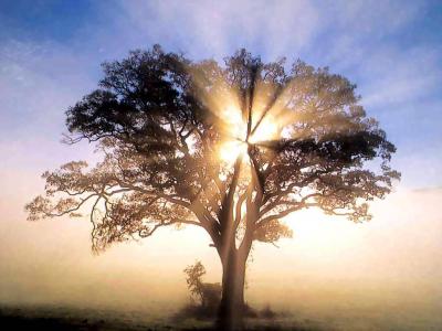 http://www.ningo.com.ar/images/arbol_luminoso.jpg