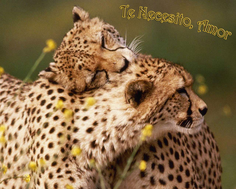 http://www.postales22.com/images/postales-romanticas.jpg