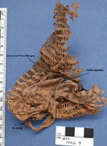 http://www.archaeology.org/interactive/hierakonpolis/thumbnails/coarse.gif