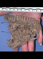 http://www.archaeology.org/interactive/hierakonpolis/thumbnails/reverse.gif