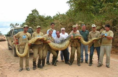 http://www.infotechart.com/jalbum/records/anaconda.jpg