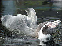 Pingüino Humboldt