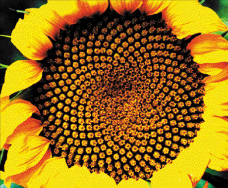 http://www.explora.cl/otros/metro/img/girasol.jpg