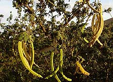 http://www.kew.org/science/tropamerica/images/peru/Huarango-fruit-2.jpg