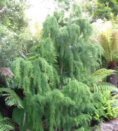 http://upload.wikimedia.org/wikipedia/commons/d/d1/HuonPine.jpg