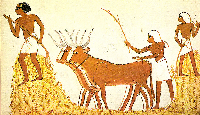 File:Trilla del trigo en el Antiguo Egipto.jpg