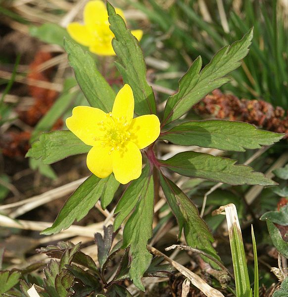 Archivo:Anemone ranunculoides 300303.jpg